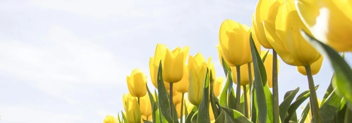 Yellow tulips against a pale blue sky
